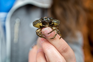 A crab from a local salt marsh