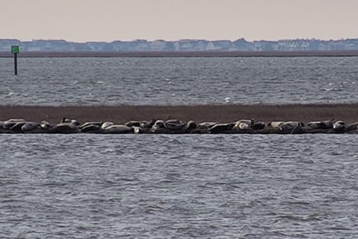 seals on shoreline