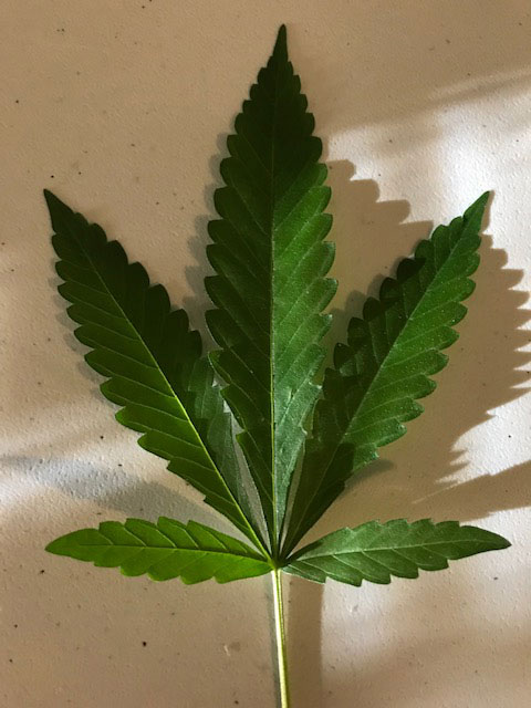 photo of hemp leaf