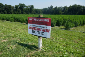 no trespassing sign at a hemp field