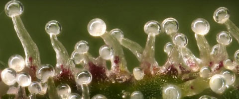 very close up photo to trichome