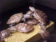 tankpile