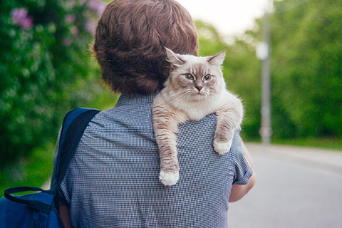 A stock image of a cat being held by a student on their way to school