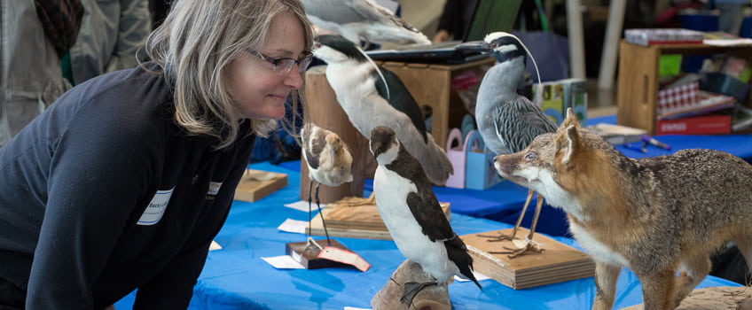 Participant looking at taxidemy collection of local wildlife.