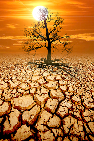 Tree on dried earth