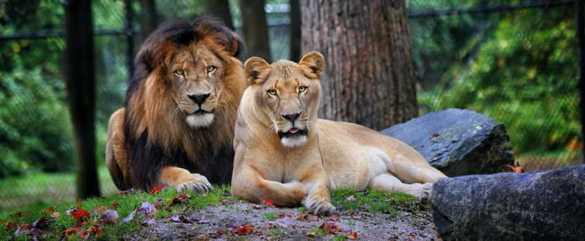 Cape May Zoo Lions (male and female pair) - with permission Cape May County Tourism