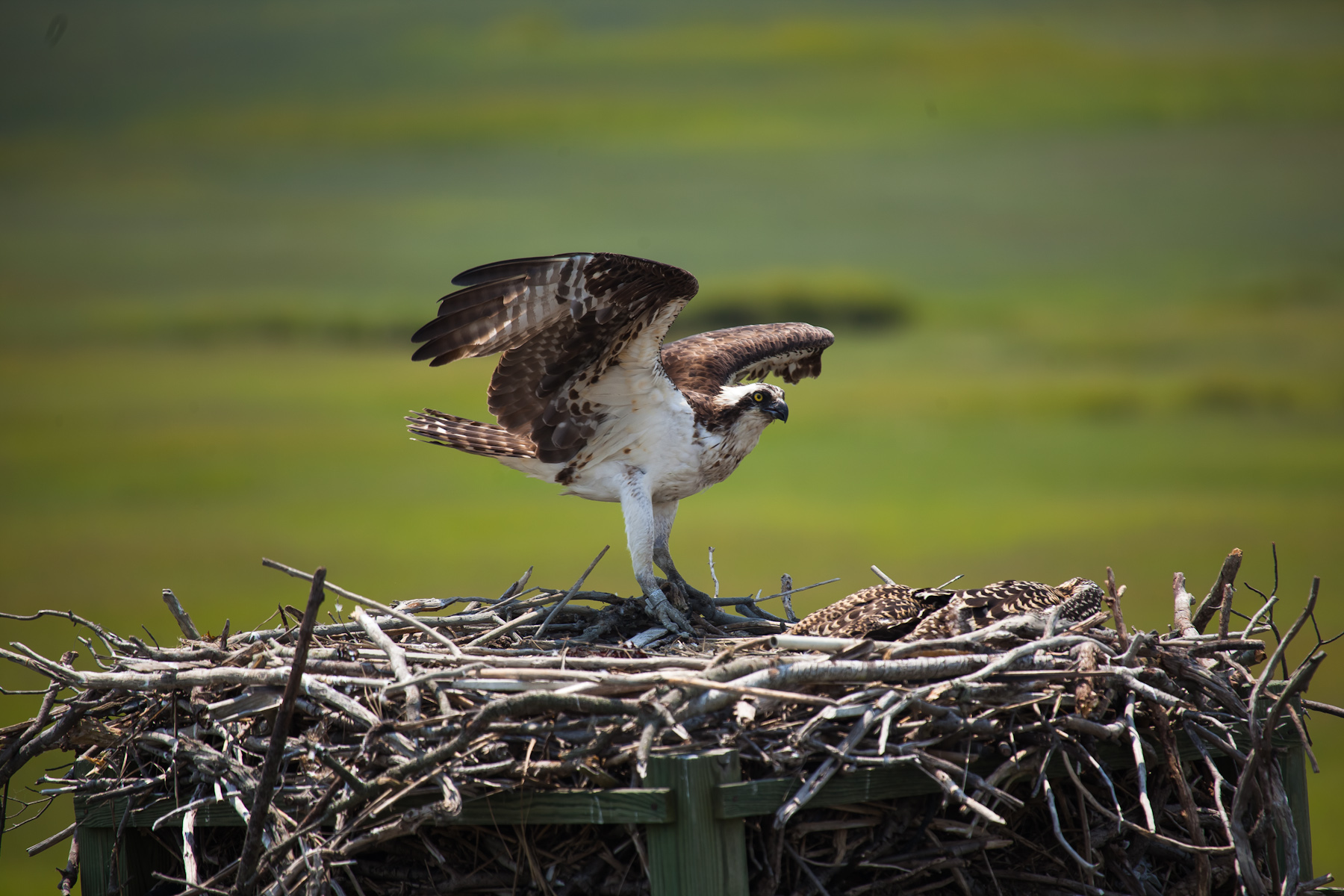 osprey by susan allen