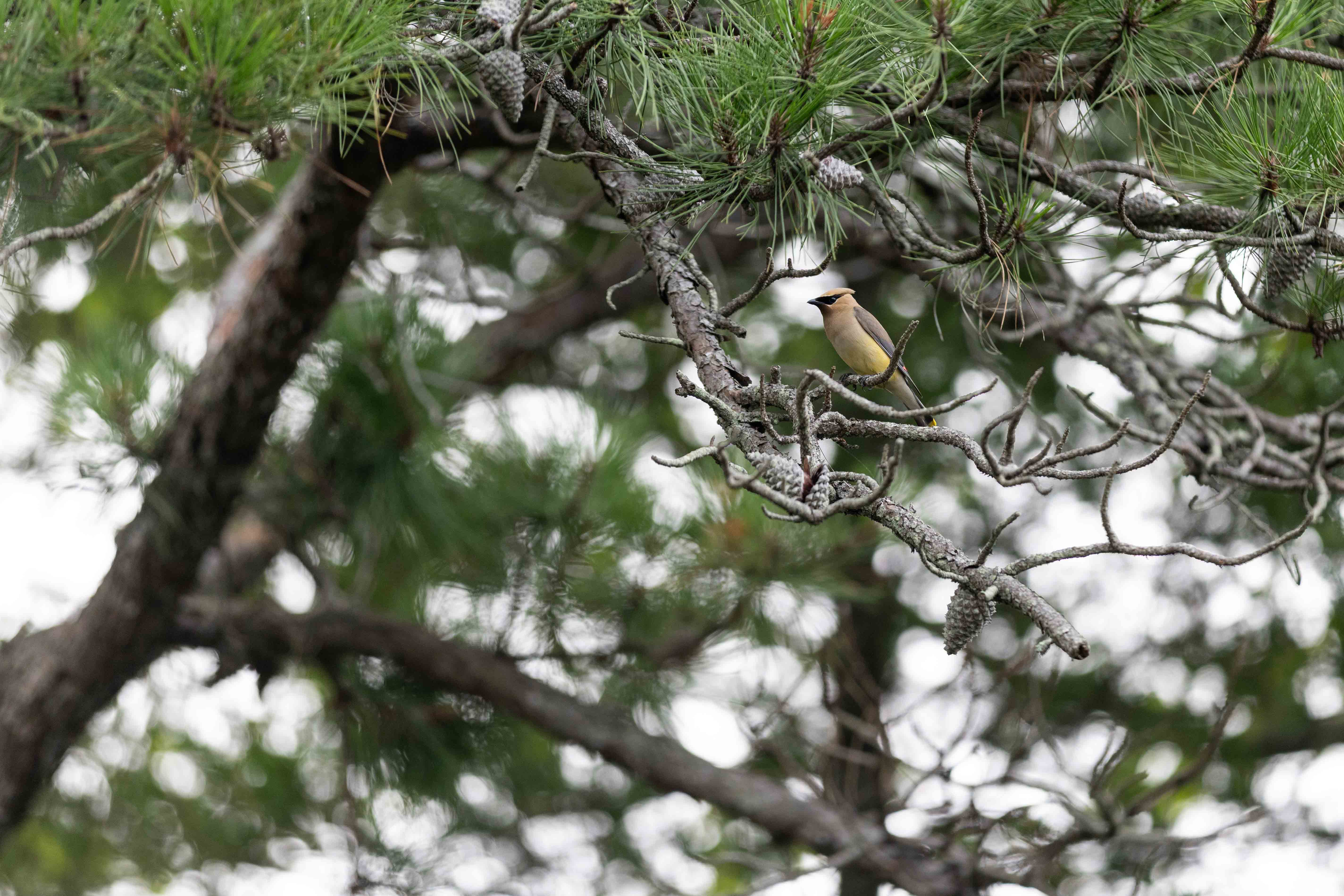 cedar waxwing