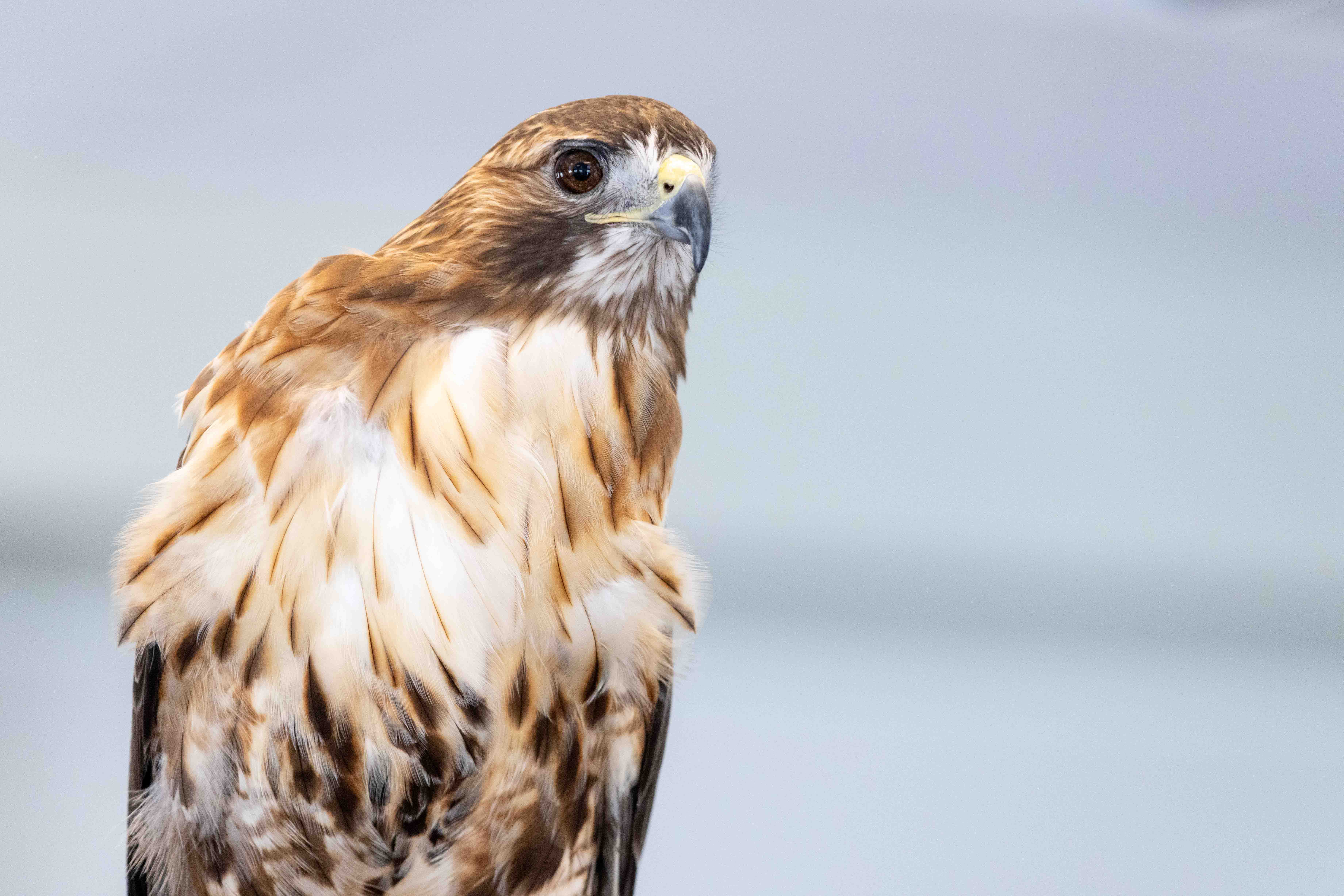 hawk