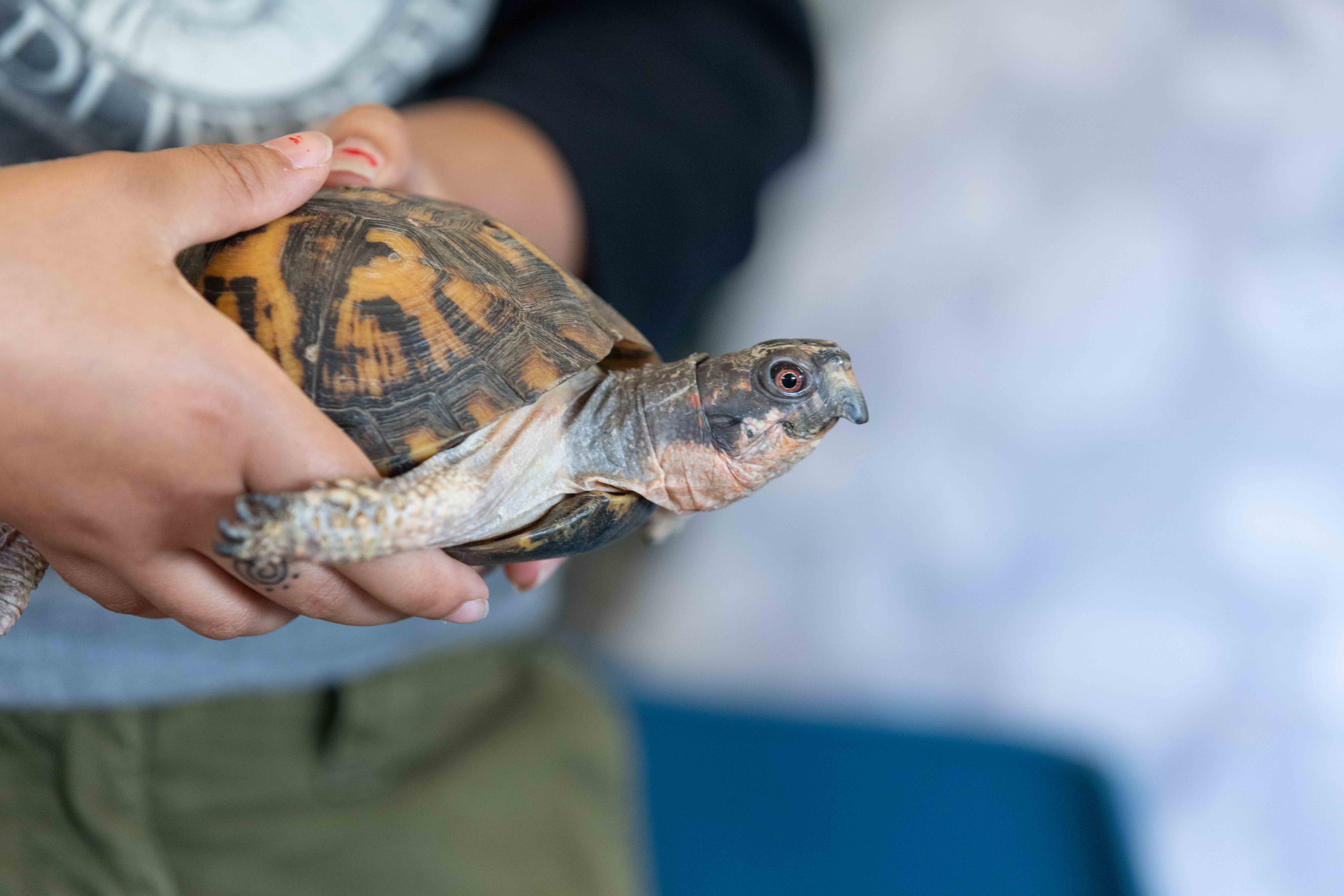 turtle