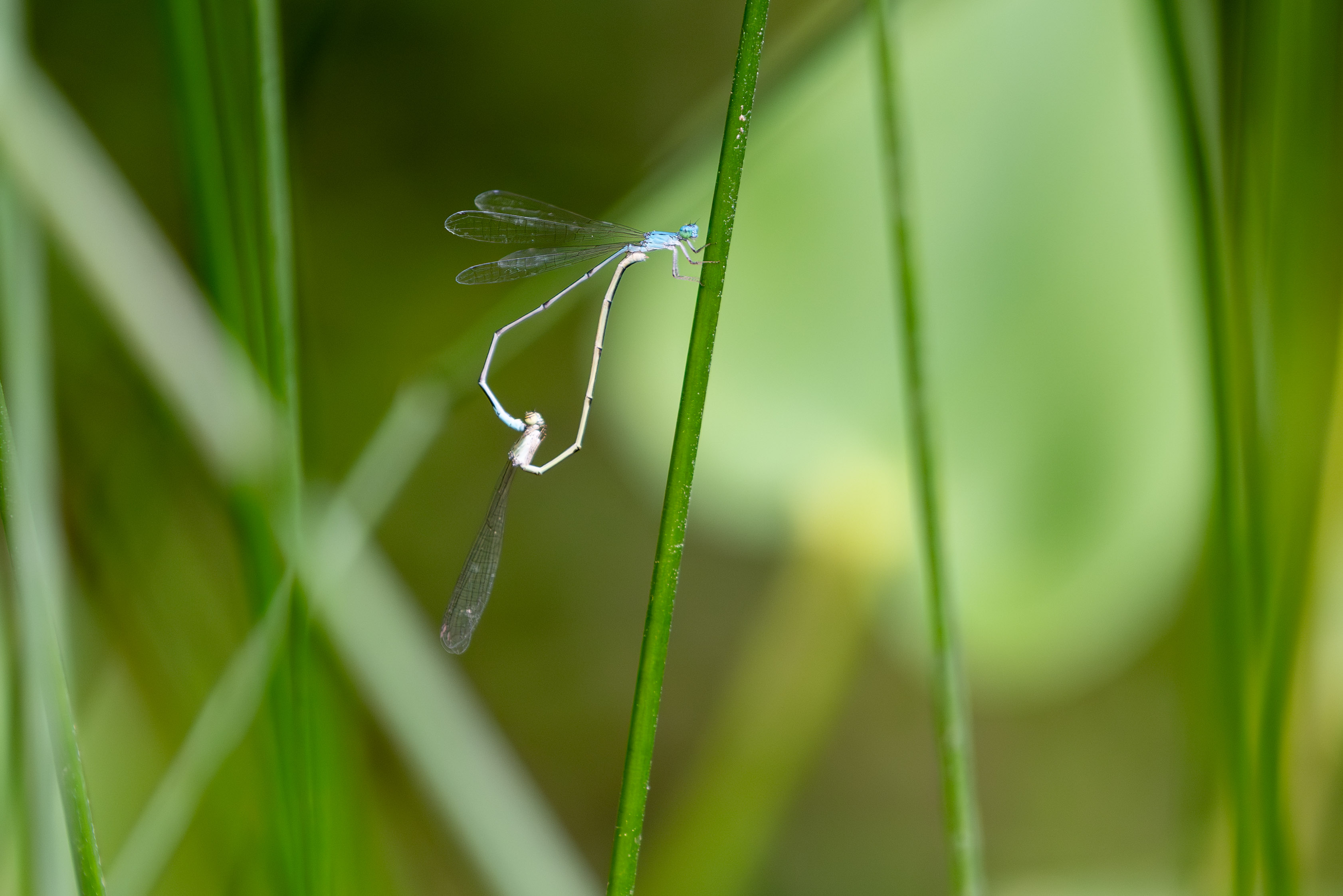 damselfly