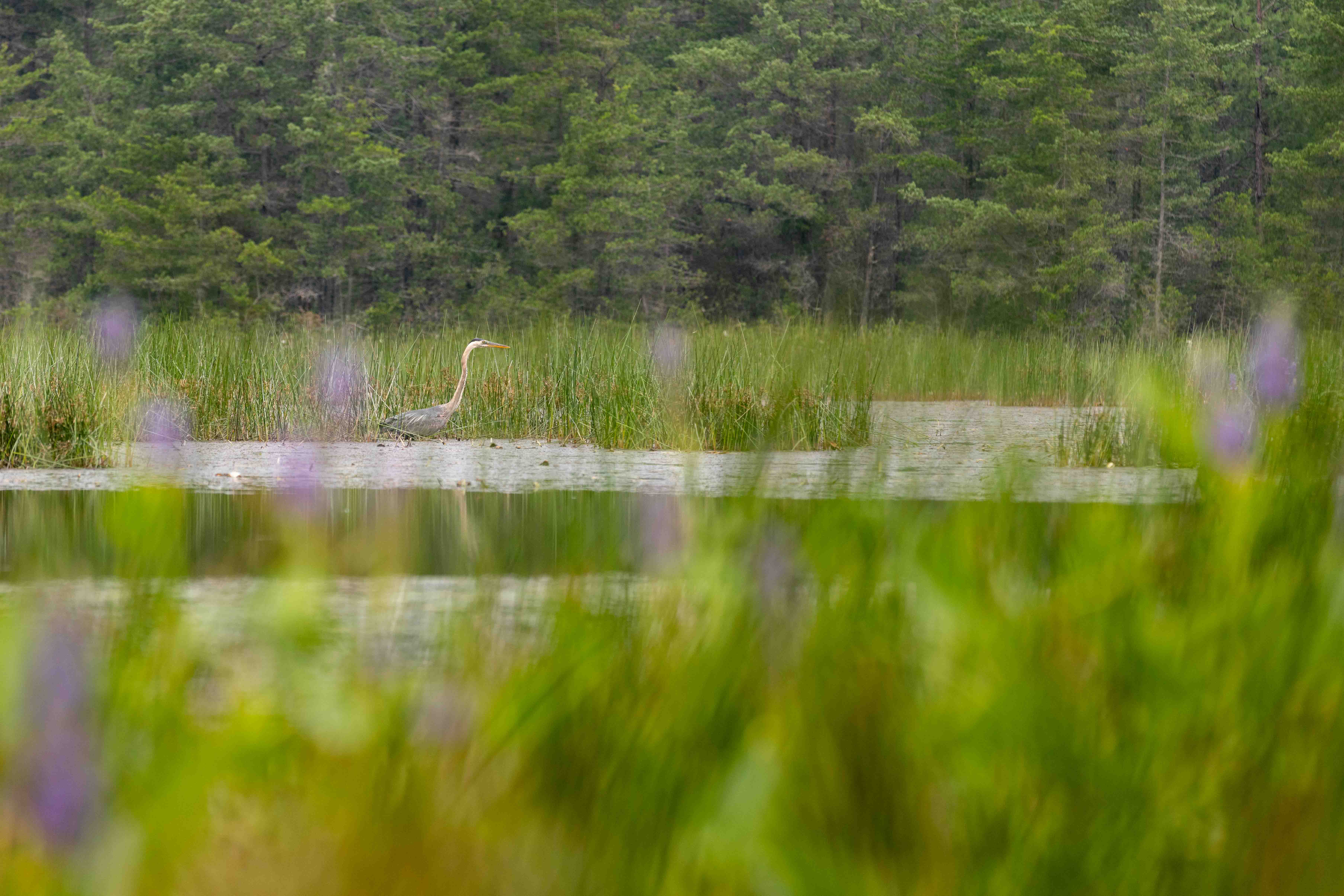 blue heron