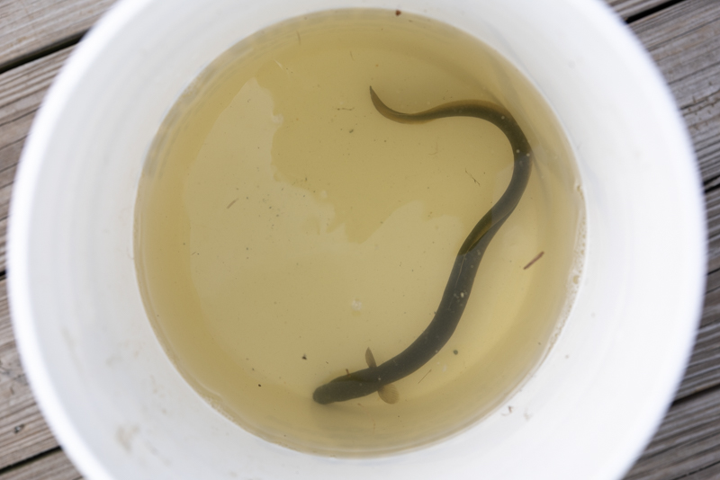 eel eel