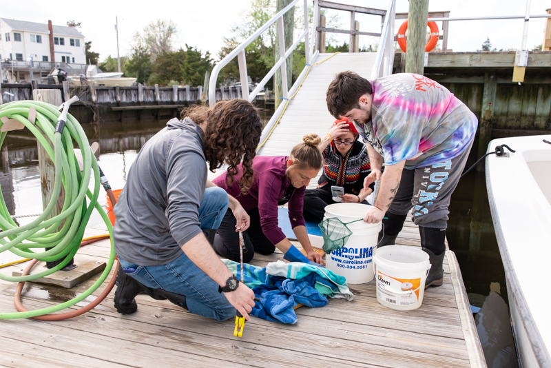 fish survey fish survey