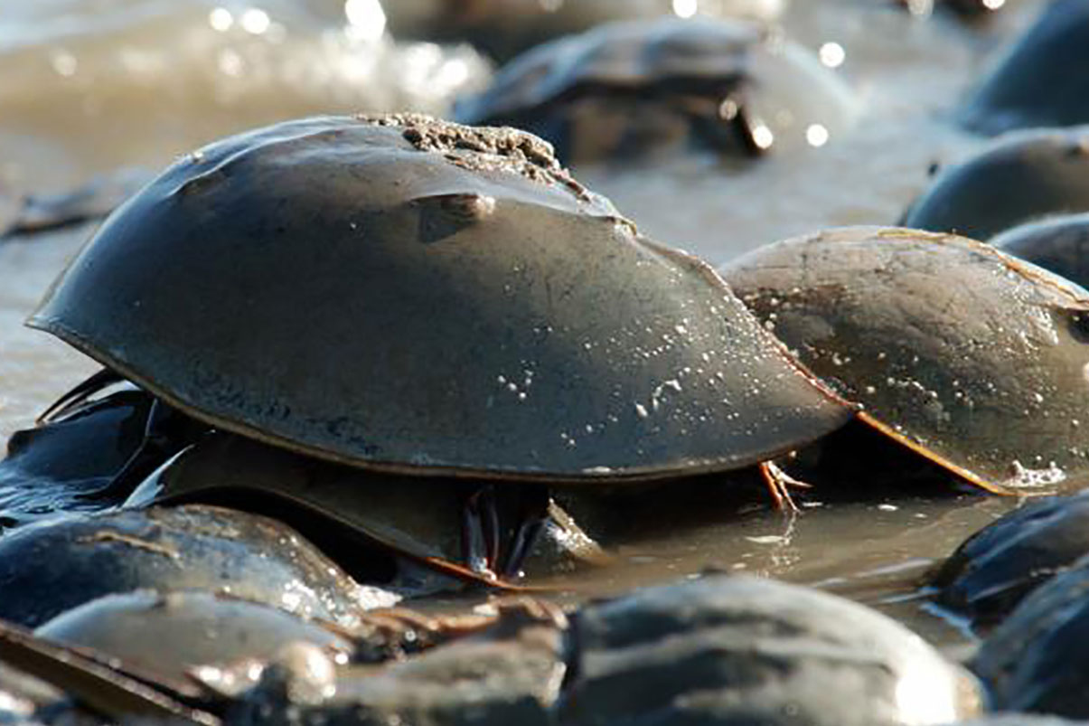Image of horseshoe crabs on the beach