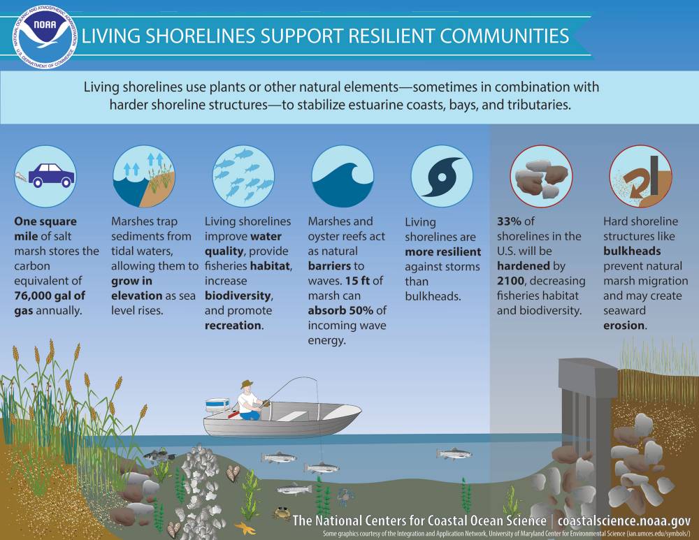 Living Shoreline description. Photo Credit: NOAA