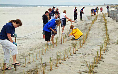 Image of volunteers planting on the dunes