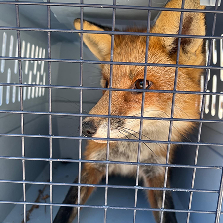 Rescued fox in carrier