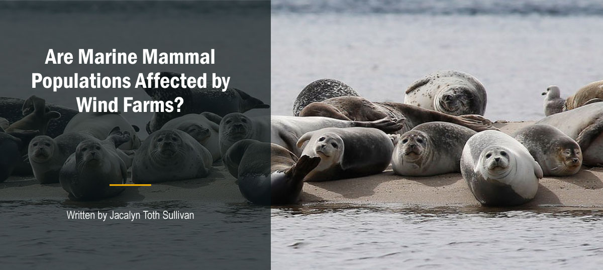 Seals hauled out in Great Bay, Atlantic Coastal Bay
