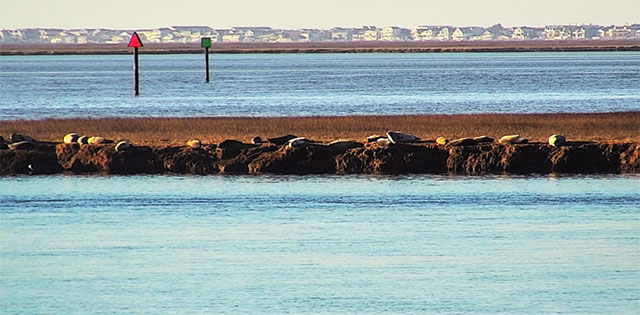 Seals hauled out on Great Bay. Photo Credit: J. Toth Sullivan