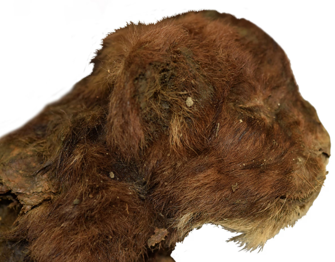 Saber-tooth cat in Siberia