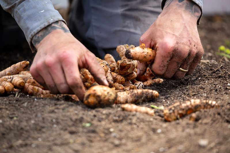 Hands in soil pulling carrots