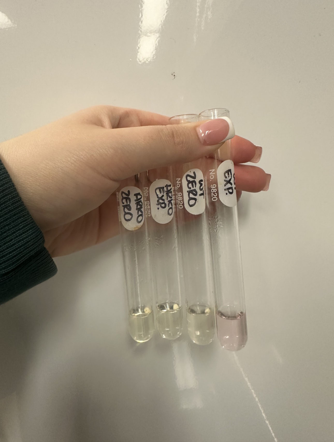 Chemistry samples in test tubes