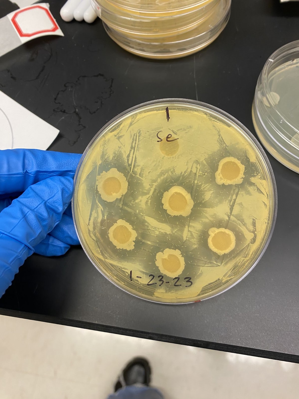 Bacterial plugs indicating antibiotic activity