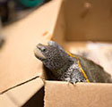 Image of terrapin release by Stockton University