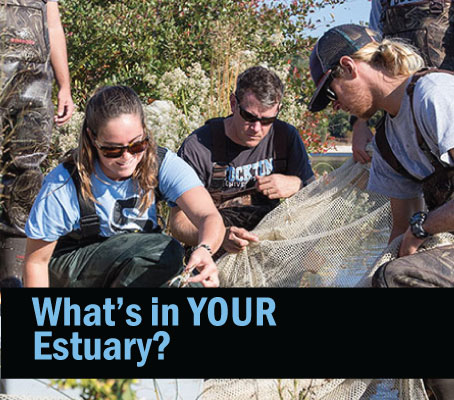 What's in Your Estuary?