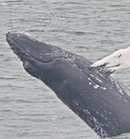 Image of whale