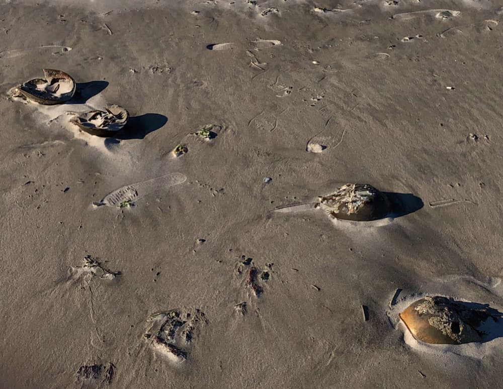 Horseshoe Crabs