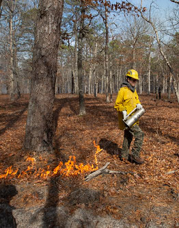 man with fire in forest 