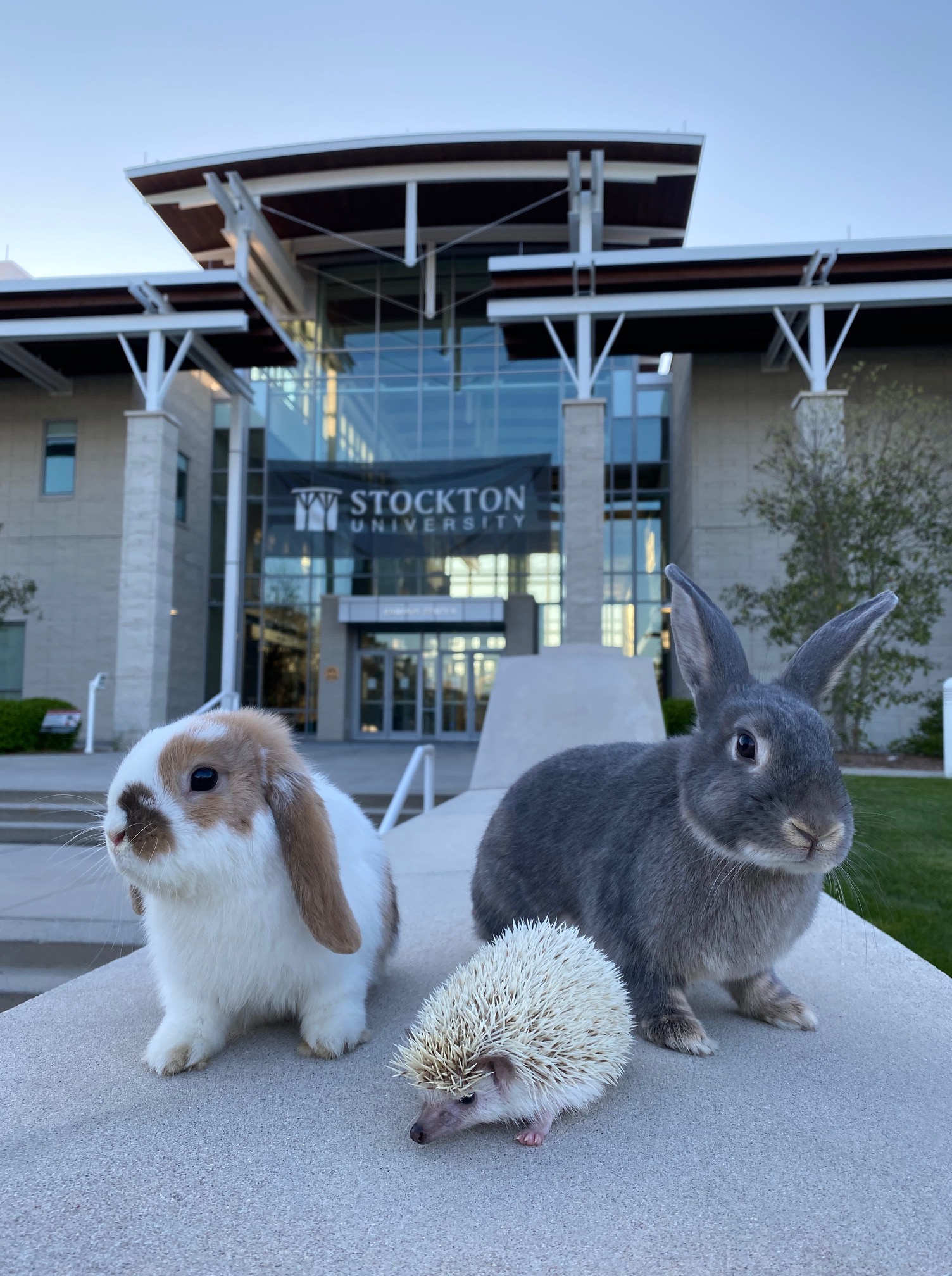 rabbits, Dave and Jim, and hedgehog, Hamm.