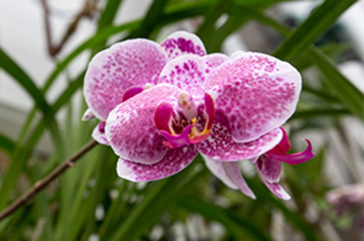 orchid 