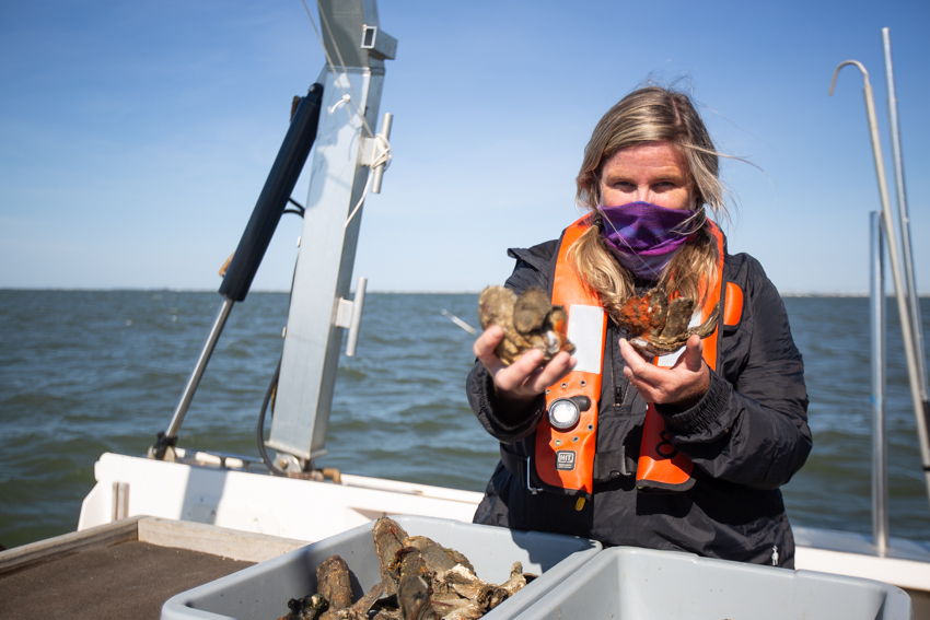 Shells Go from Restaurant to Reef to Restore the Bay