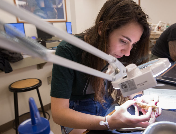 Alexandra Blanchet, a Marine Science graduate pictured above, has a keen eye for deciphering spat from slipper shells, which can look similar. 