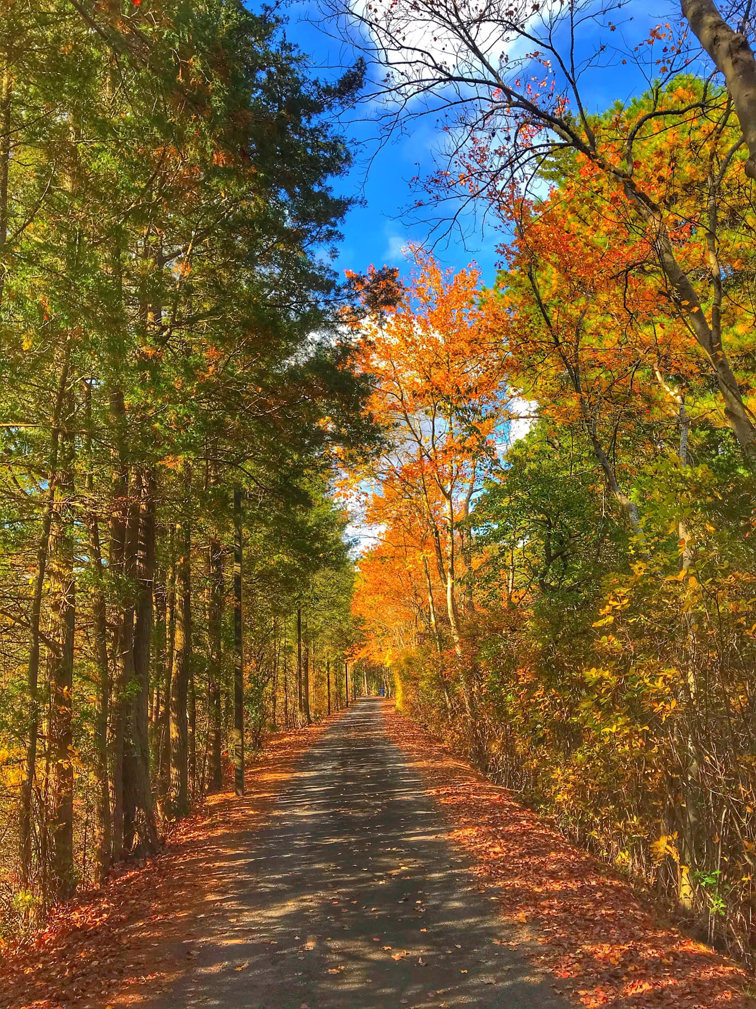 fall trees and dirt path 