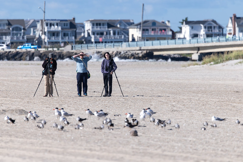 Stockton students surveying birds on beach 