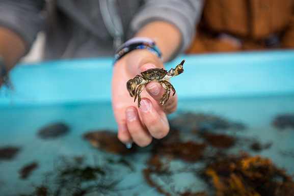 small crab being held