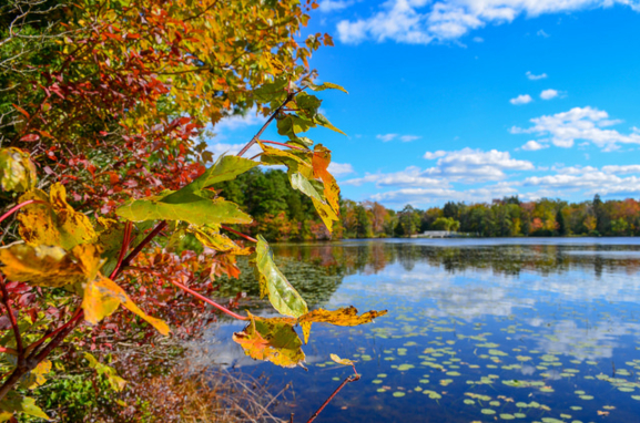 colored leaves and trees around lake