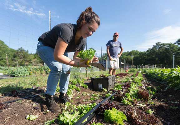 Stockton Sustainable Farm