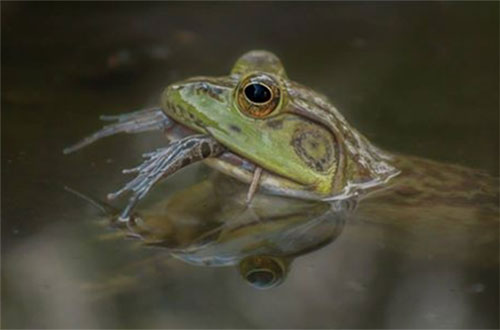 frog eating frog