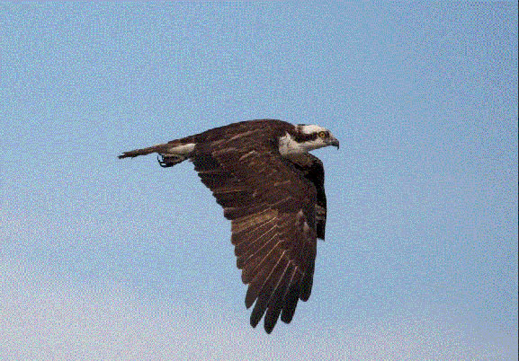 osprey flying