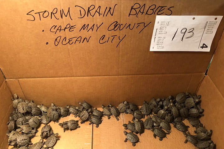 A box of baby terrapin turtles