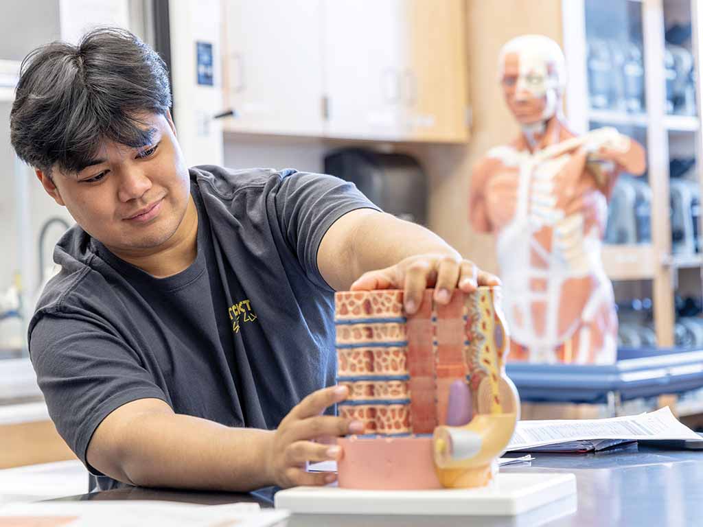 Stockton University student examining a model of an organ system in a lab setting.